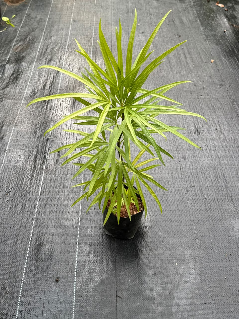 Finger Aralia