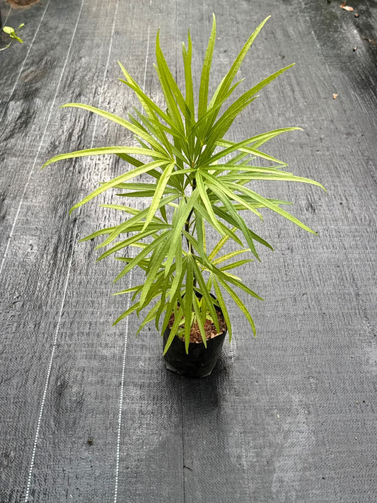 Finger Aralia