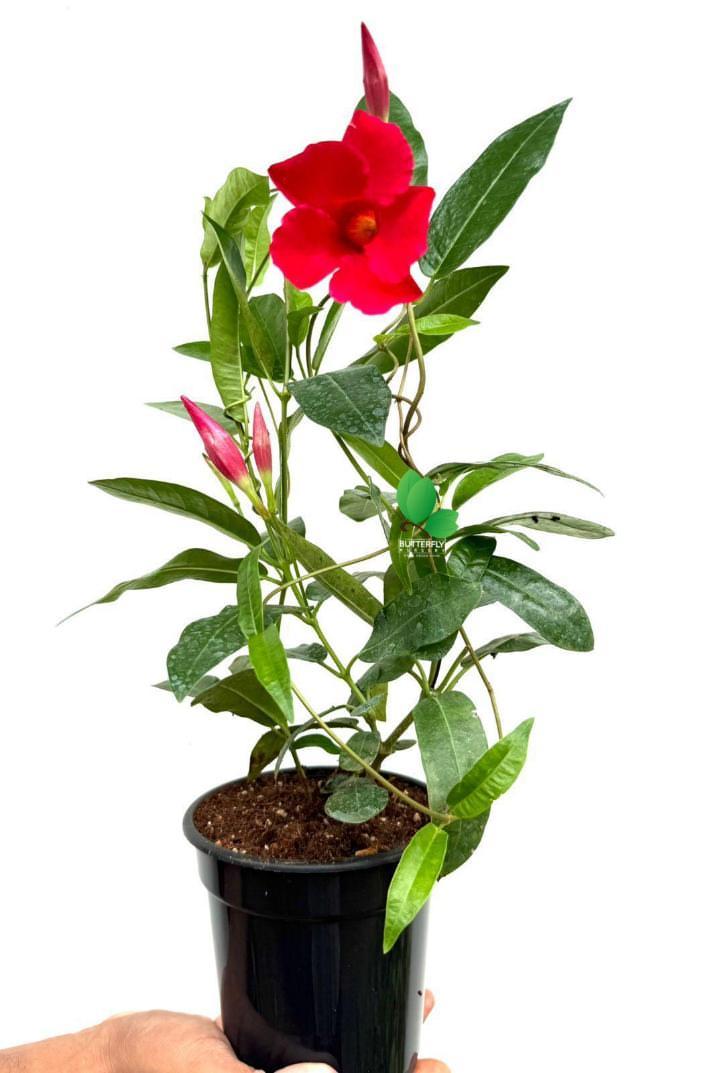Mandevilla Red
