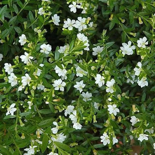 Cuphea White