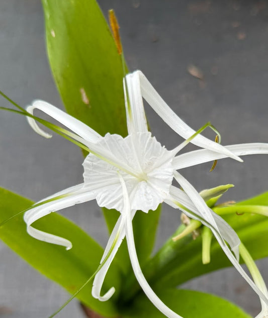 Spider Lily