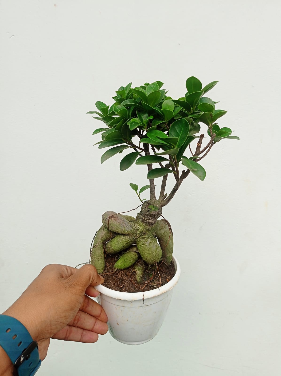 Ficus Microcarpa Bonsai