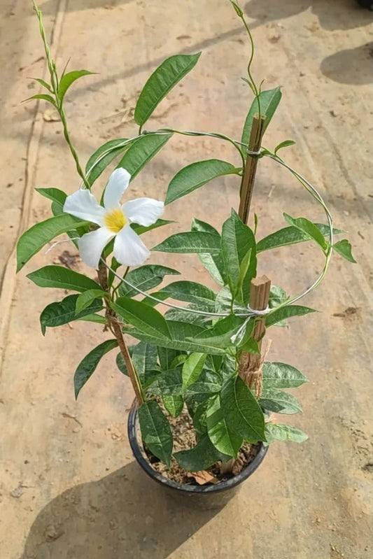 Mandevilla Combo of 3 Colors