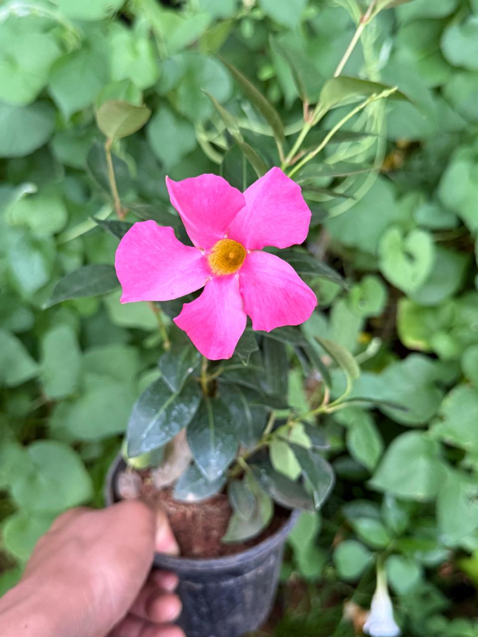 Mandevilla Combo of 3 Colors