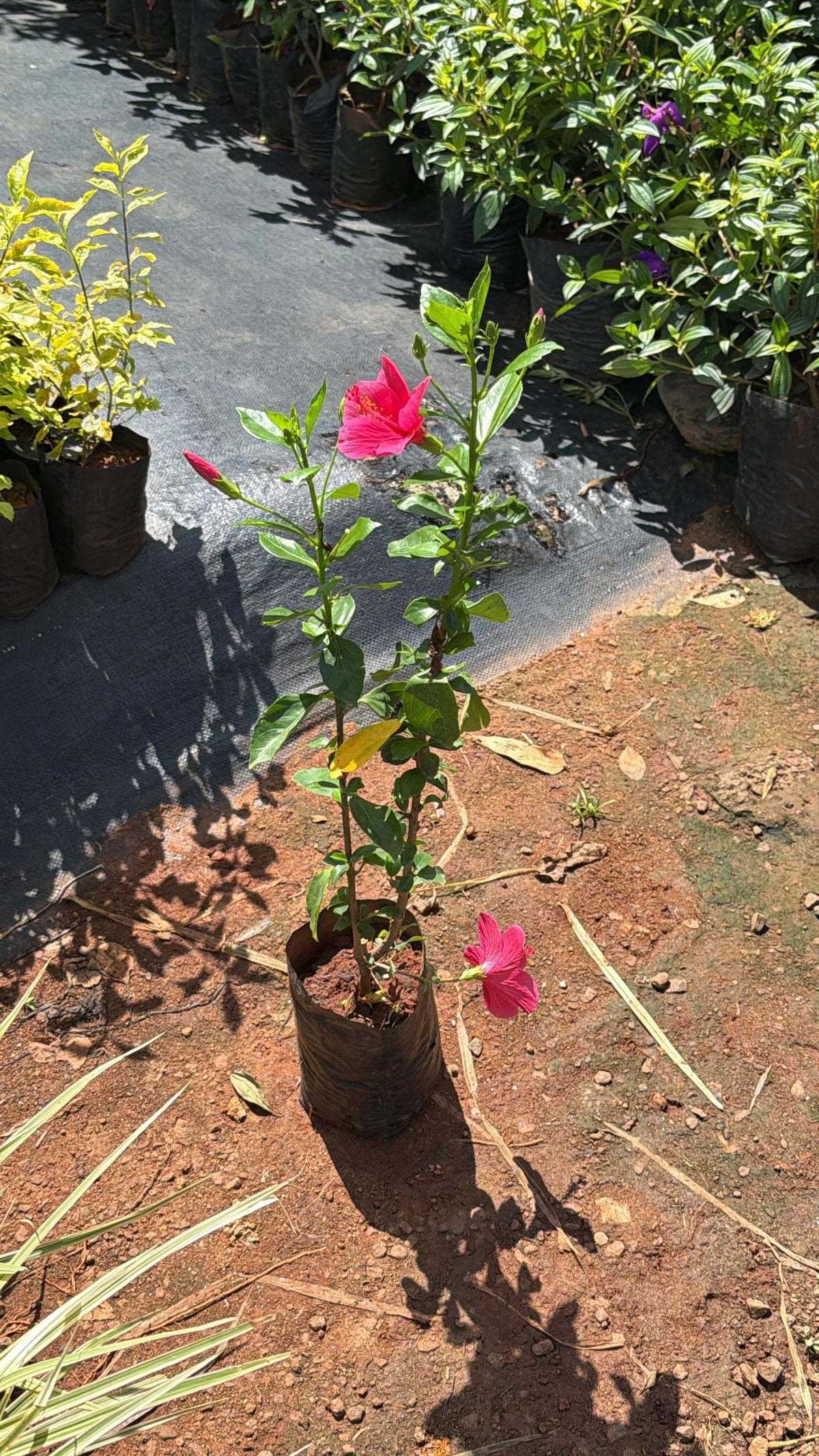 Hibiscus Nadan Chembarathi Combo of 3 Color