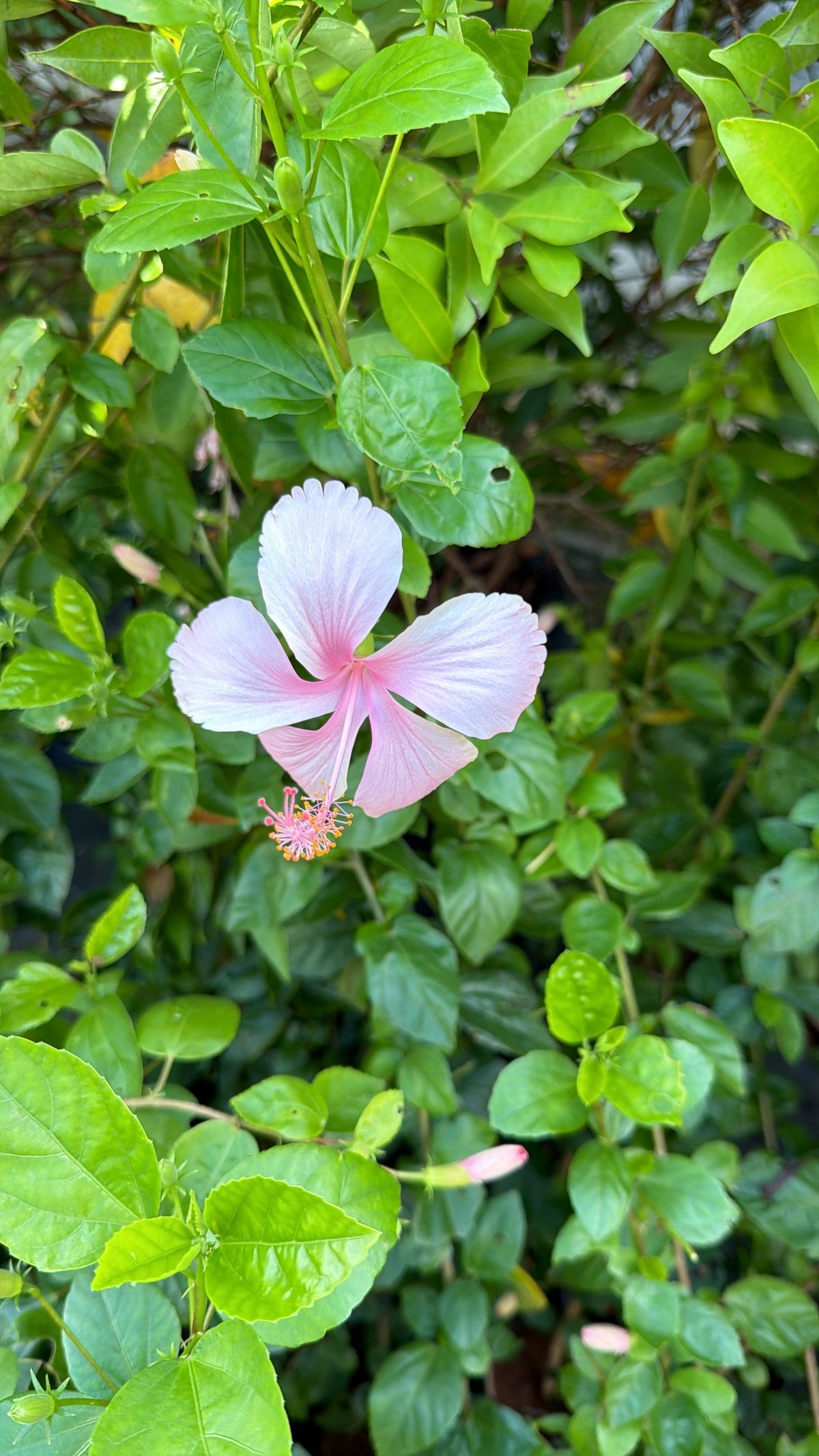 Hibiscus Nadan Chembarathi Combo of 3 Color