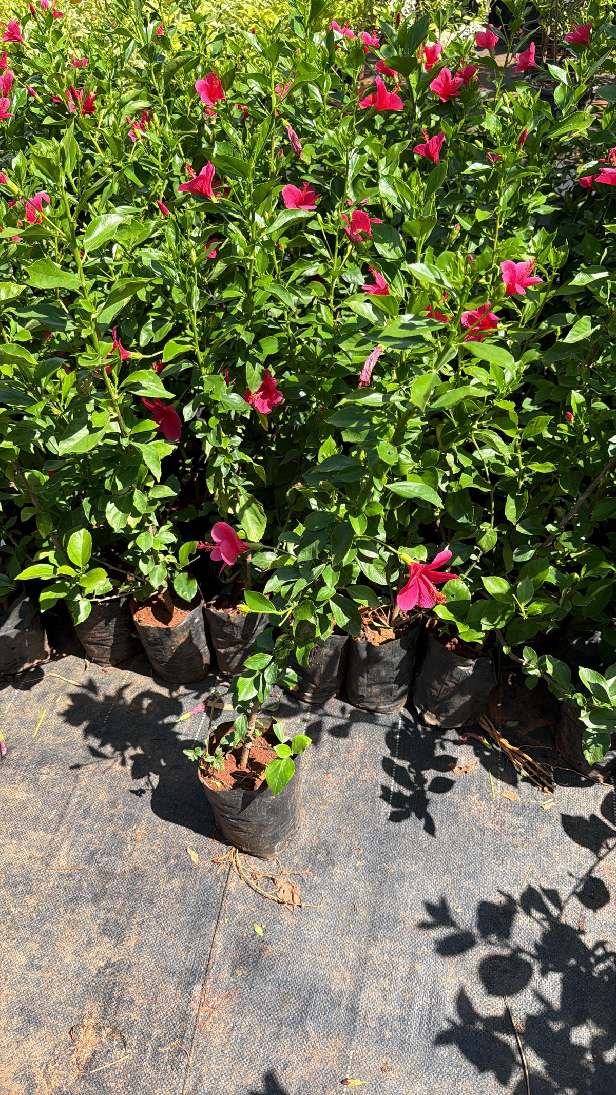 Hibiscus Nadan Chembarathi Combo of 3 Color