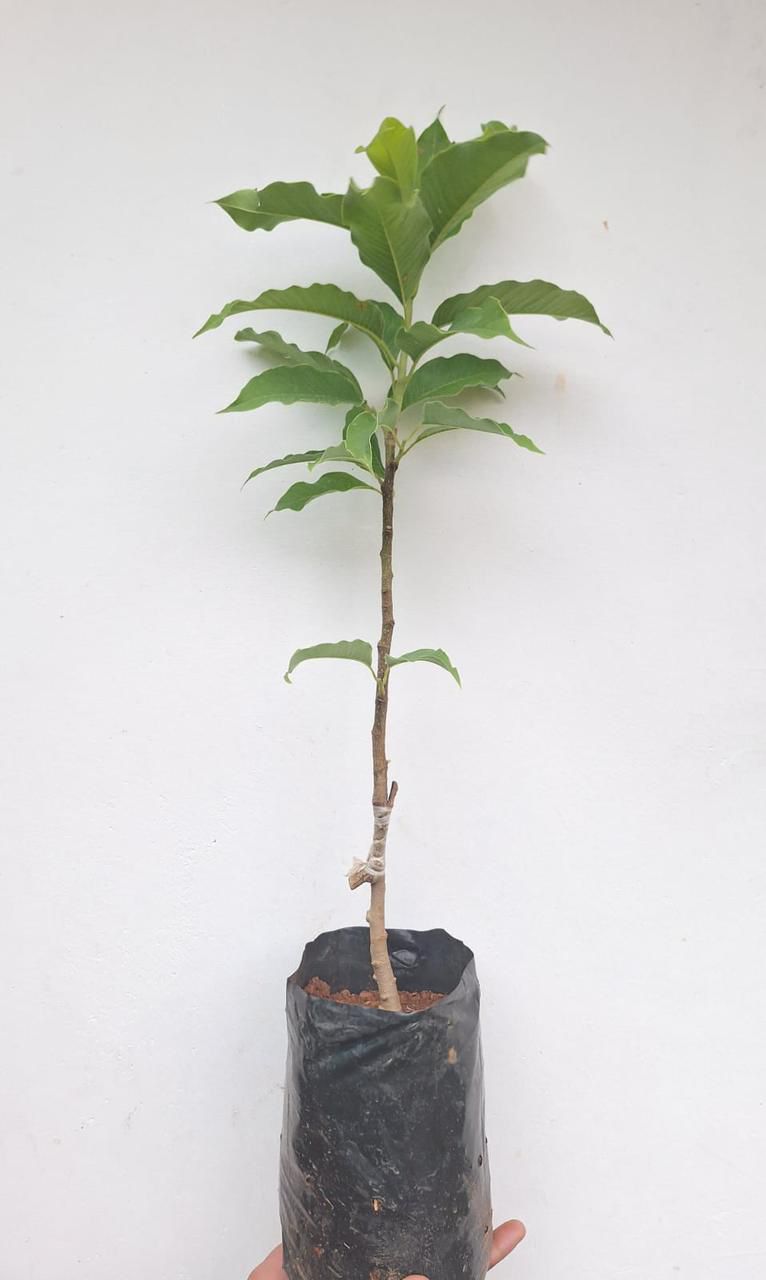 Chembakam Orange