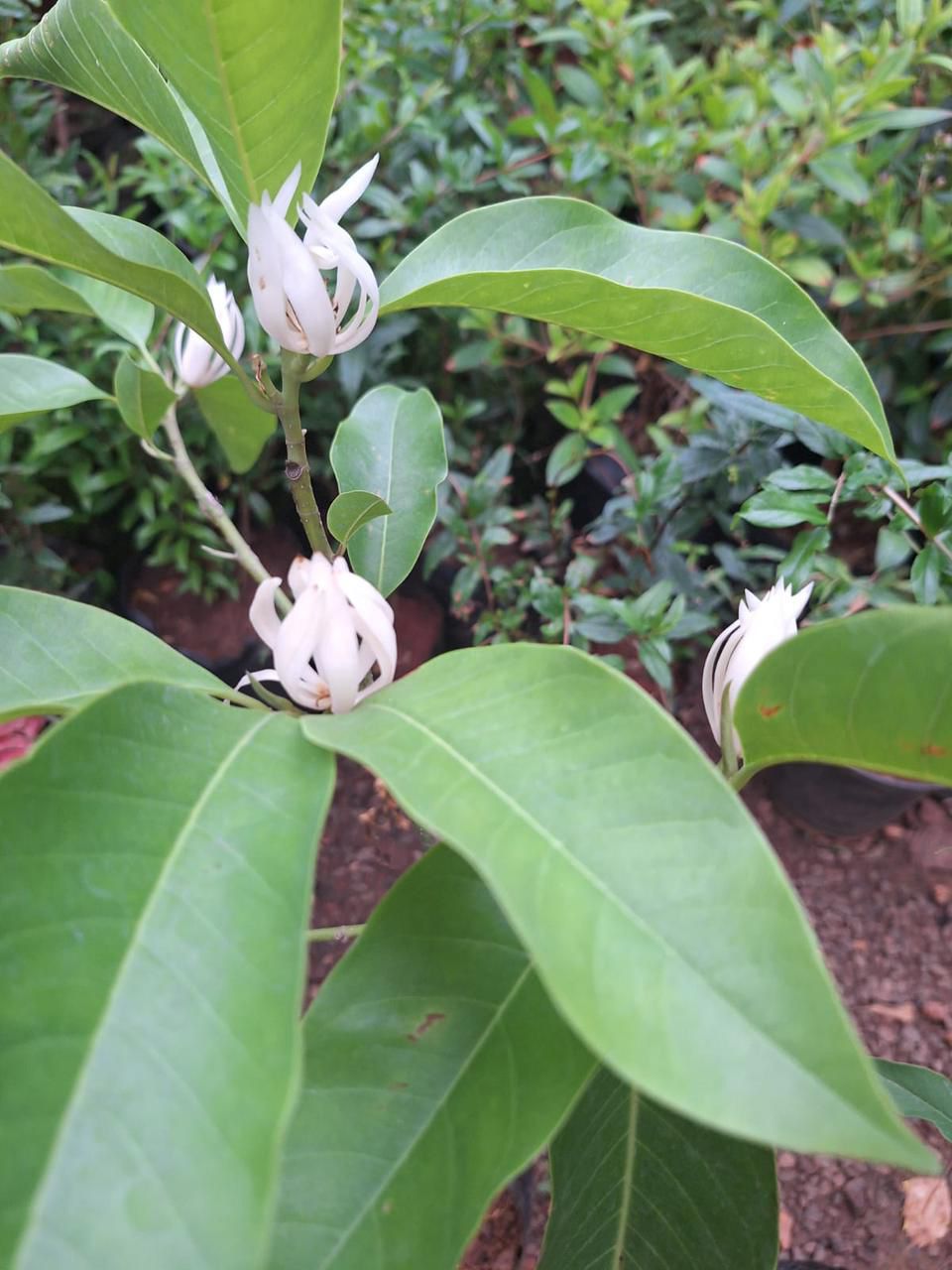 Chembakam White