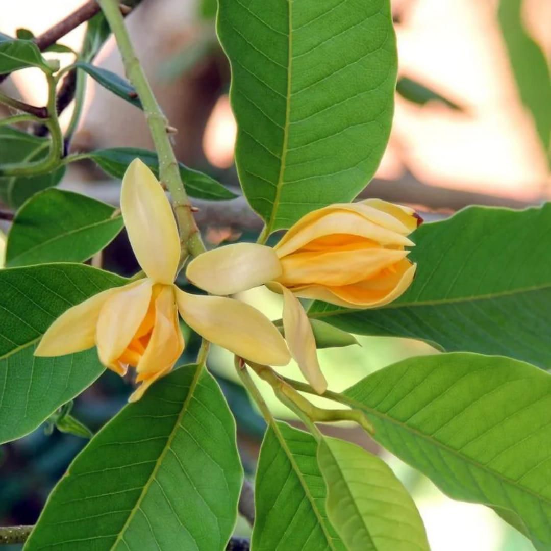 Chembakam Yellow