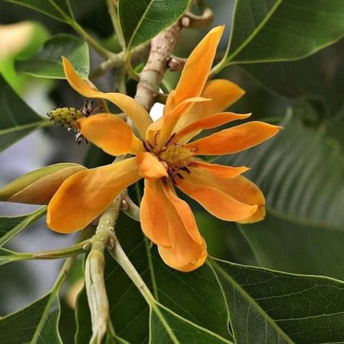 Chembakam Orange