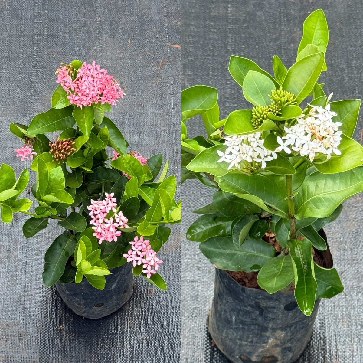 Chethi Combo of 2 ( 1 White + 1 Pink)
