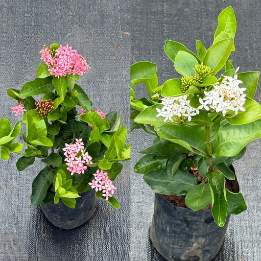 Chethi Combo of 2 ( 1 White + 1 Pink)