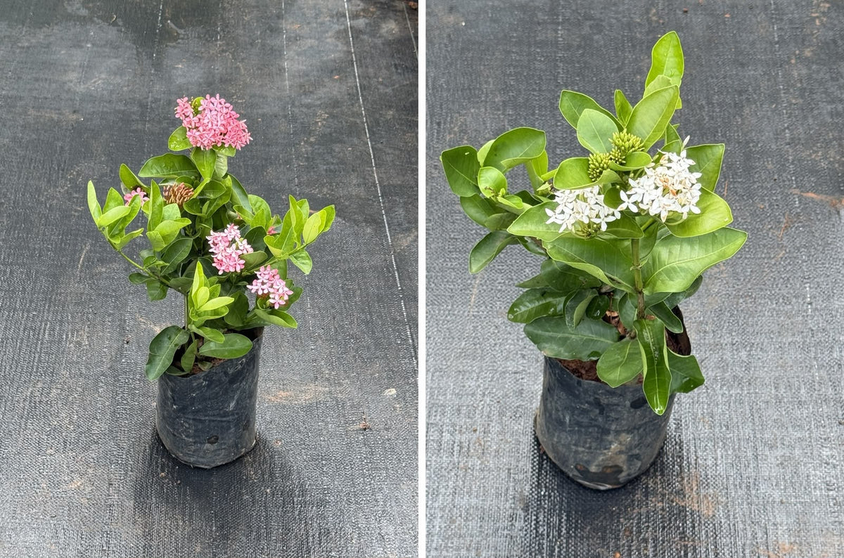 Chethi Combo of 2 ( 1 White + 1 Pink)