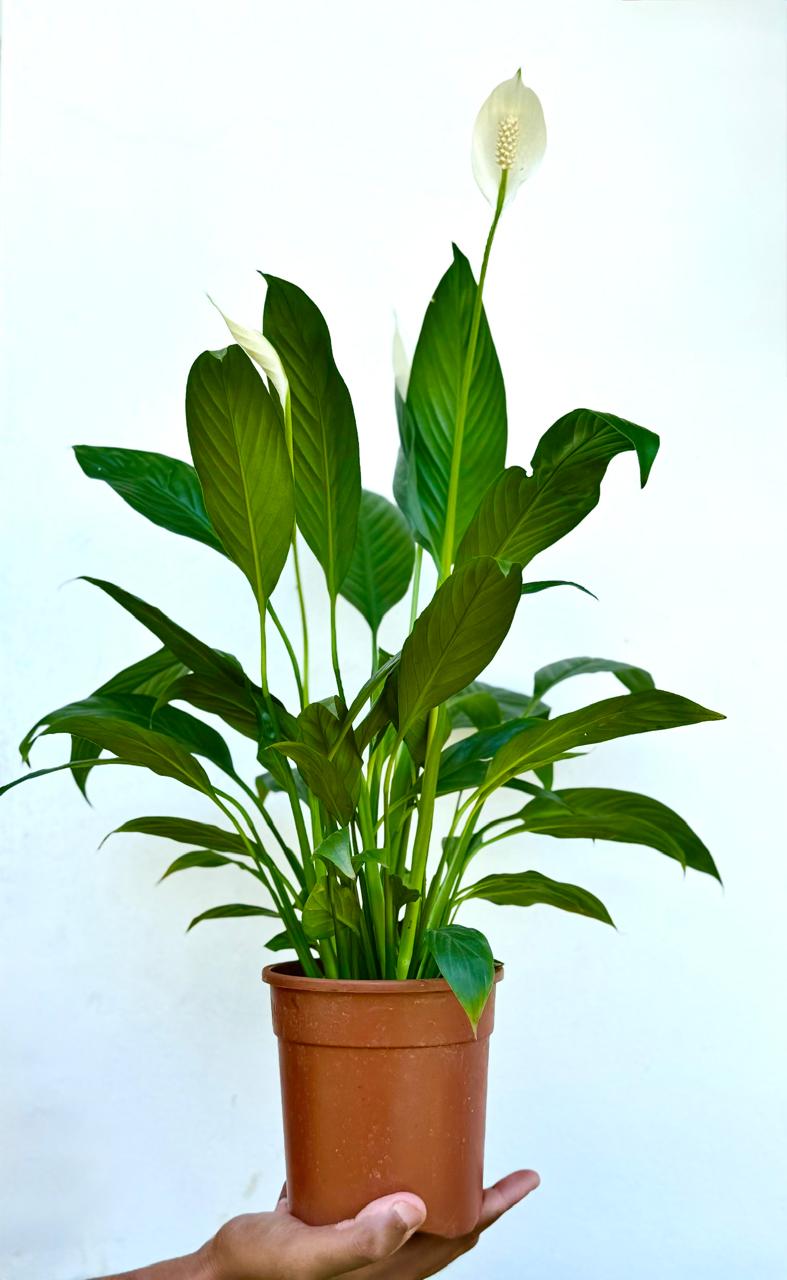Peace Lilly