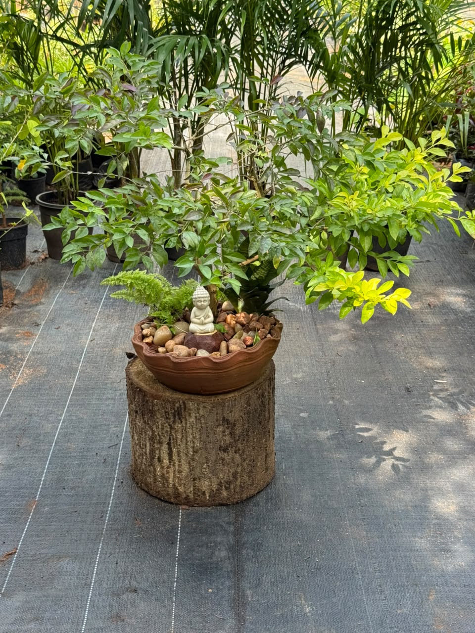 Bonsai