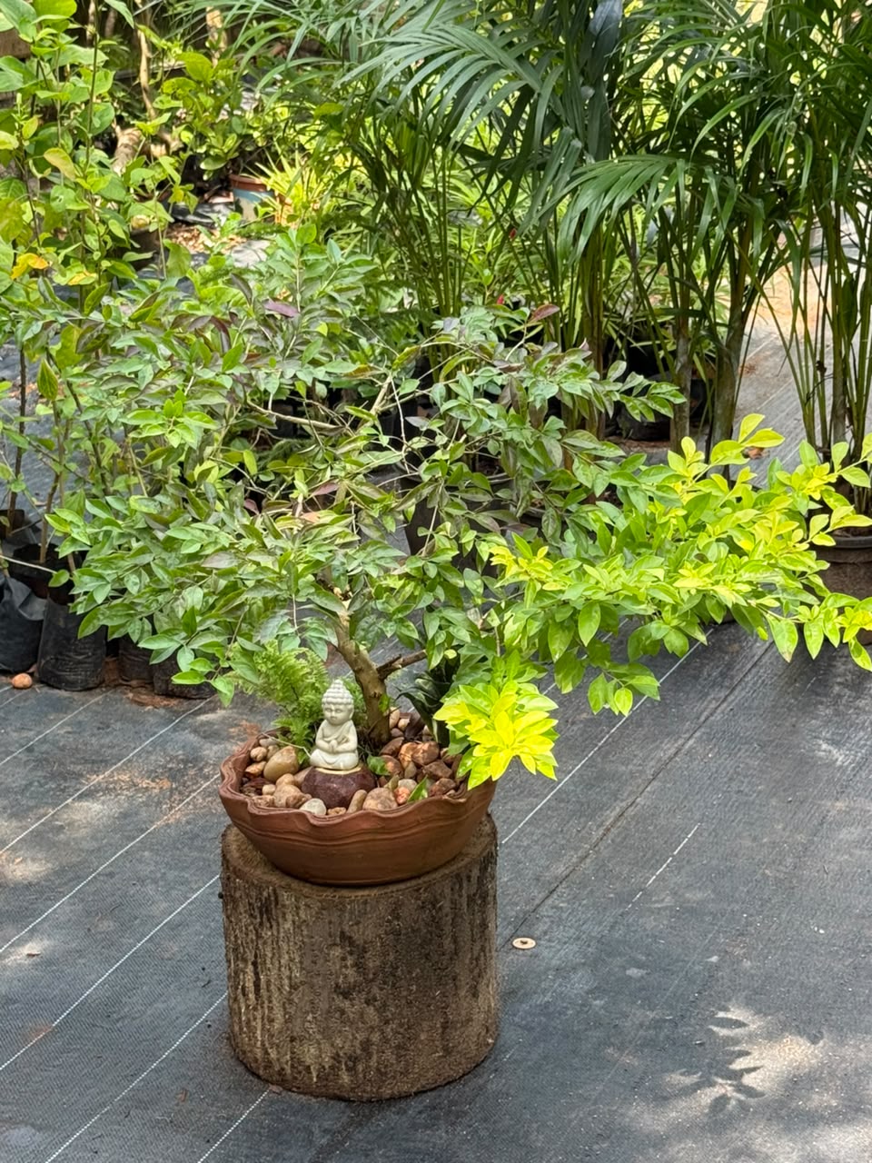 Bonsai