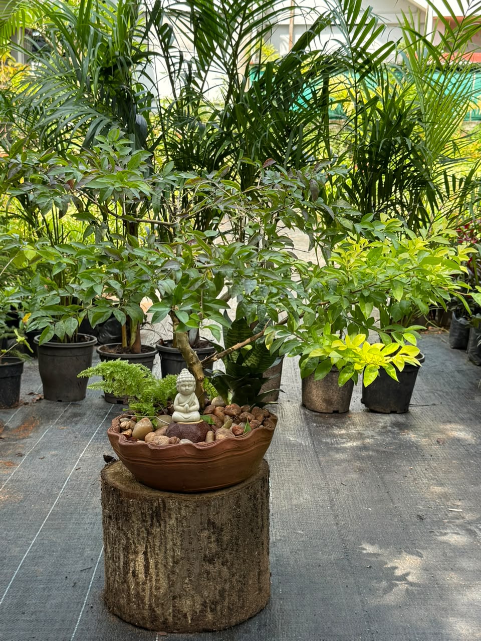 Bonsai