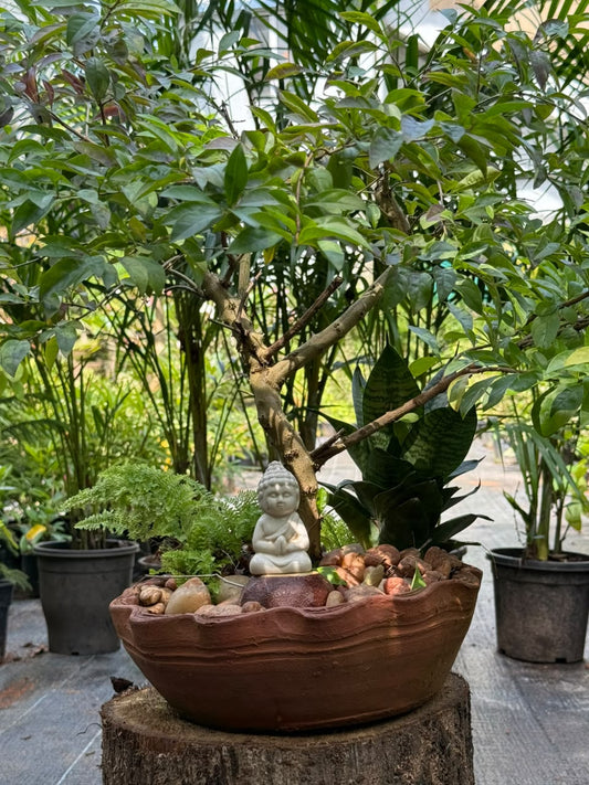 Bonsai