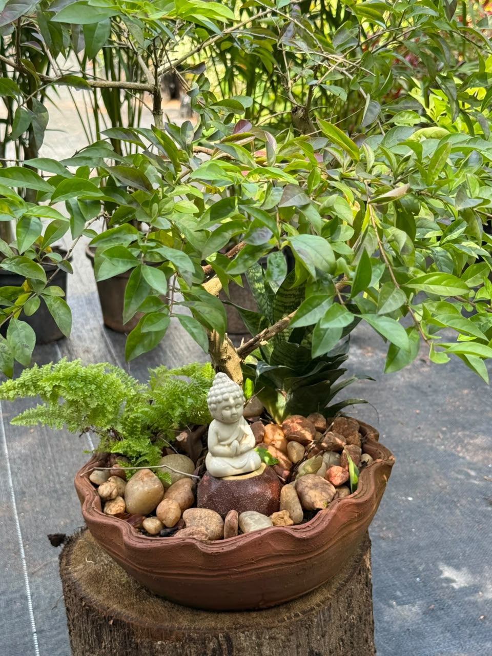 Bonsai