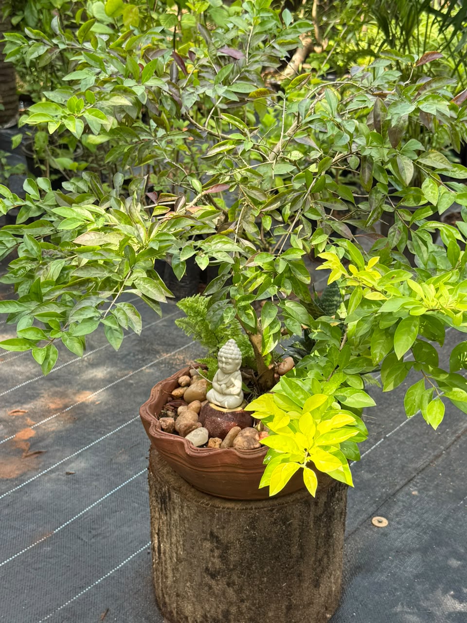 Bonsai