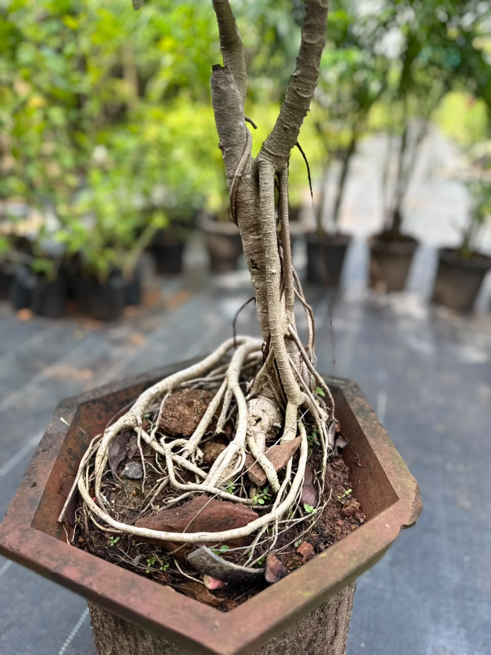 Bonsai