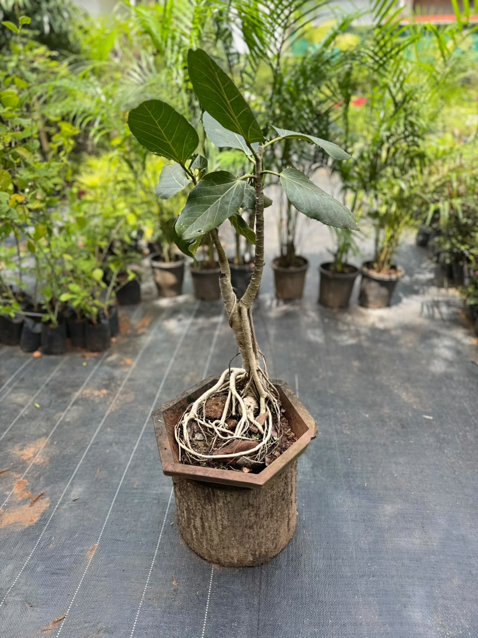 Bonsai