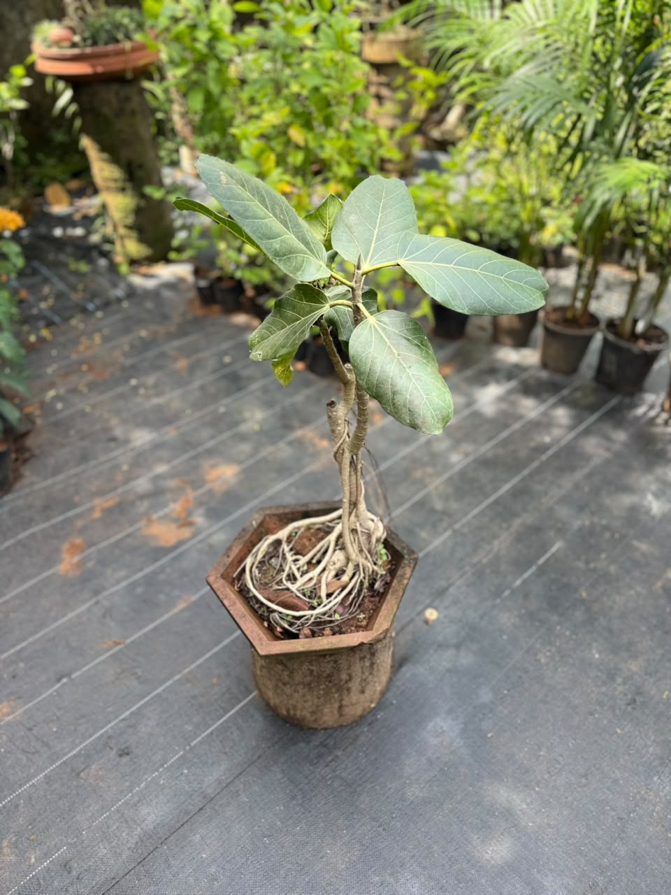 Bonsai