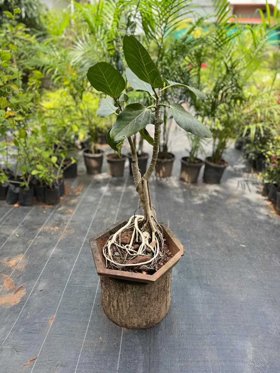 Bonsai