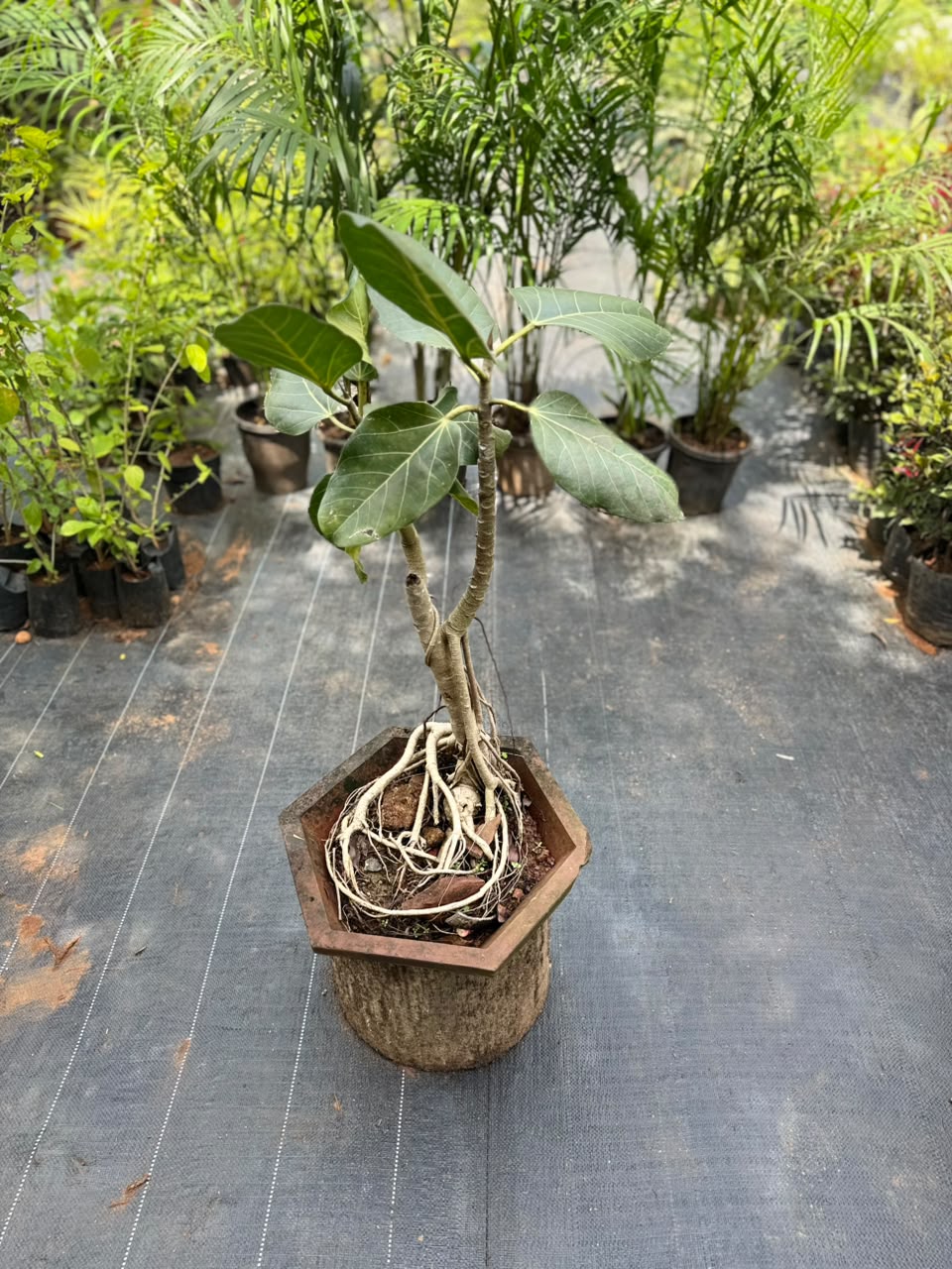 Bonsai
