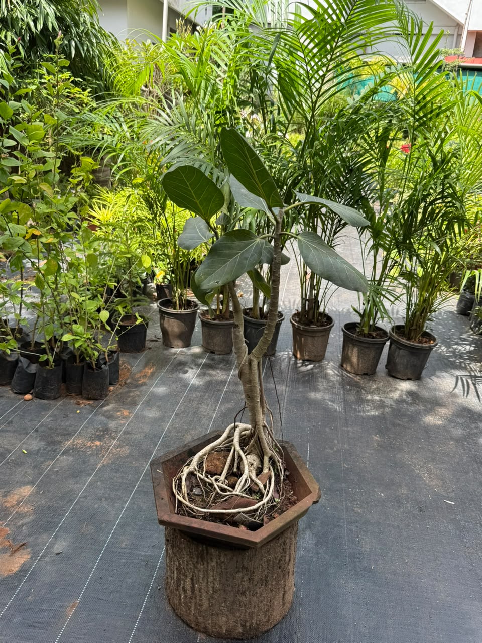 Bonsai