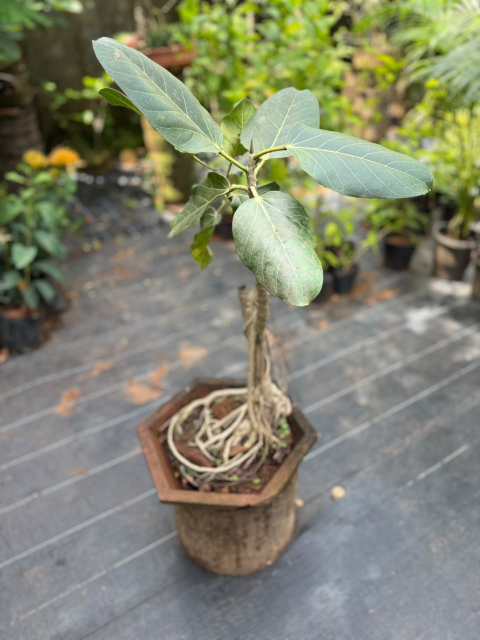 Bonsai