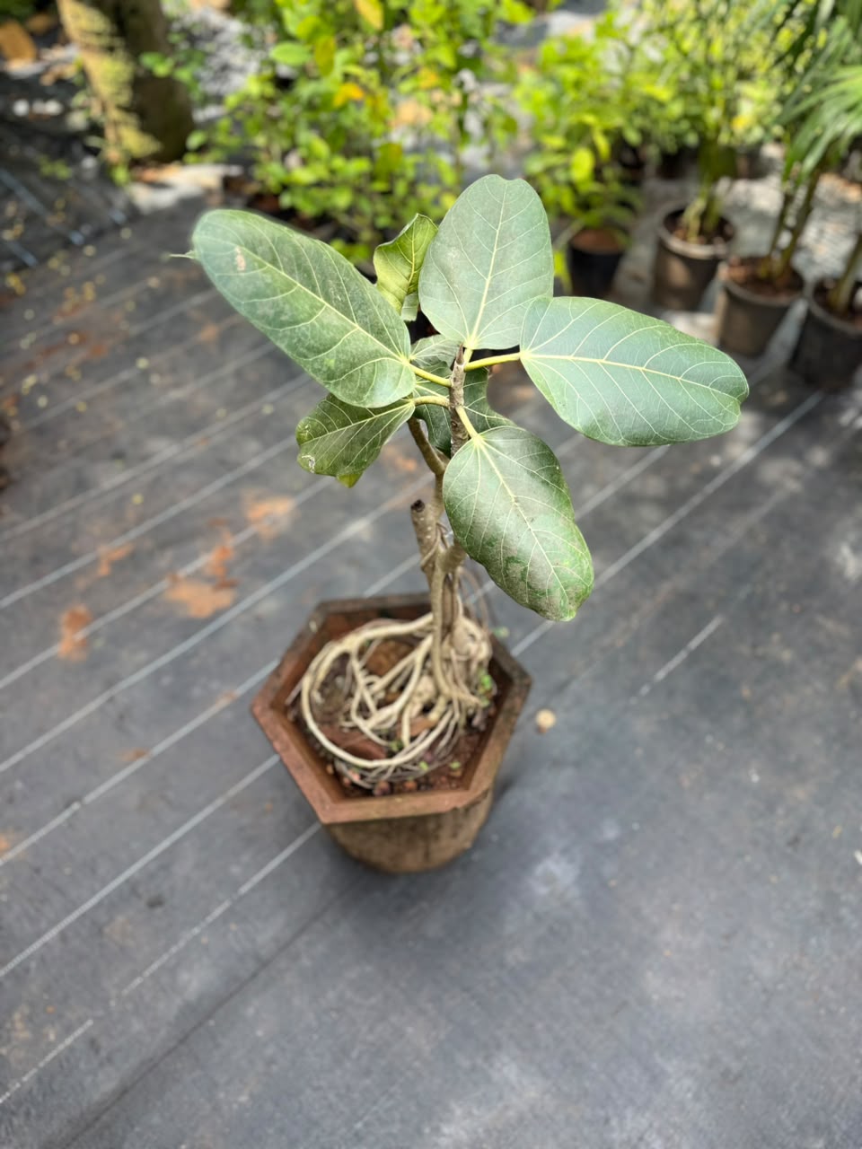 Bonsai
