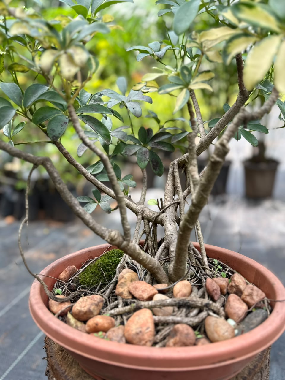 Bonsai