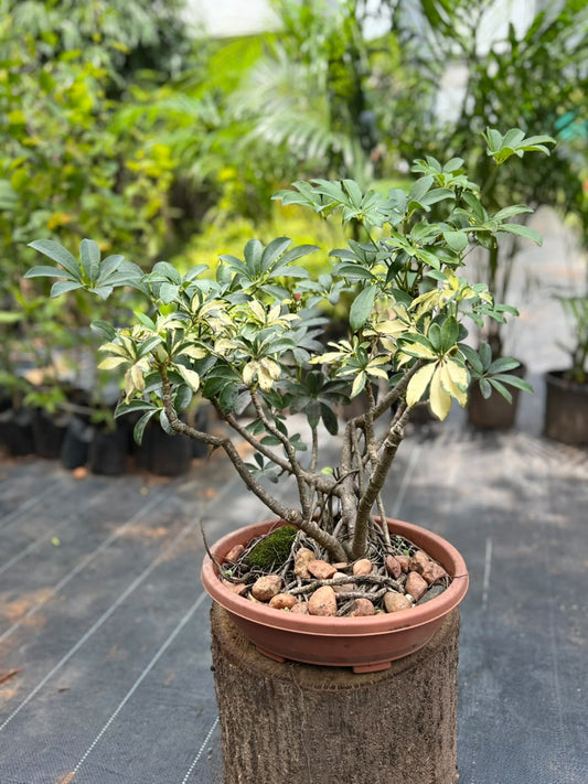 Bonsai
