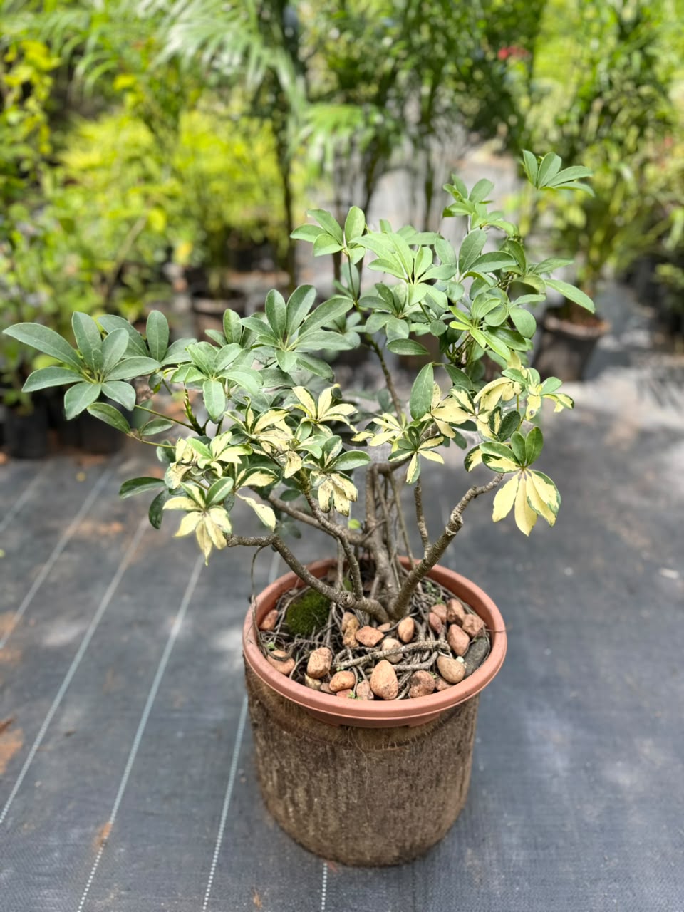 Bonsai
