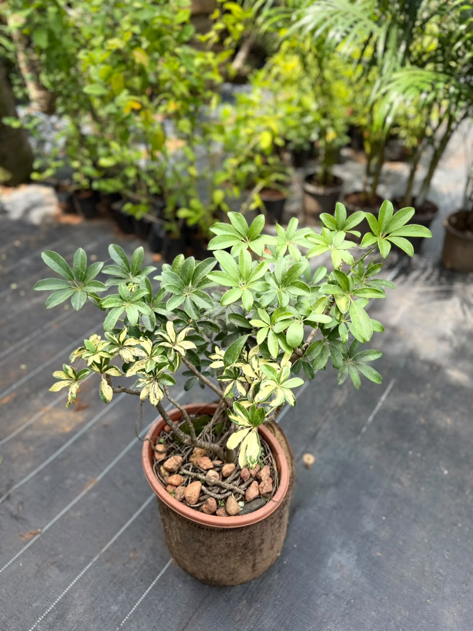 Bonsai
