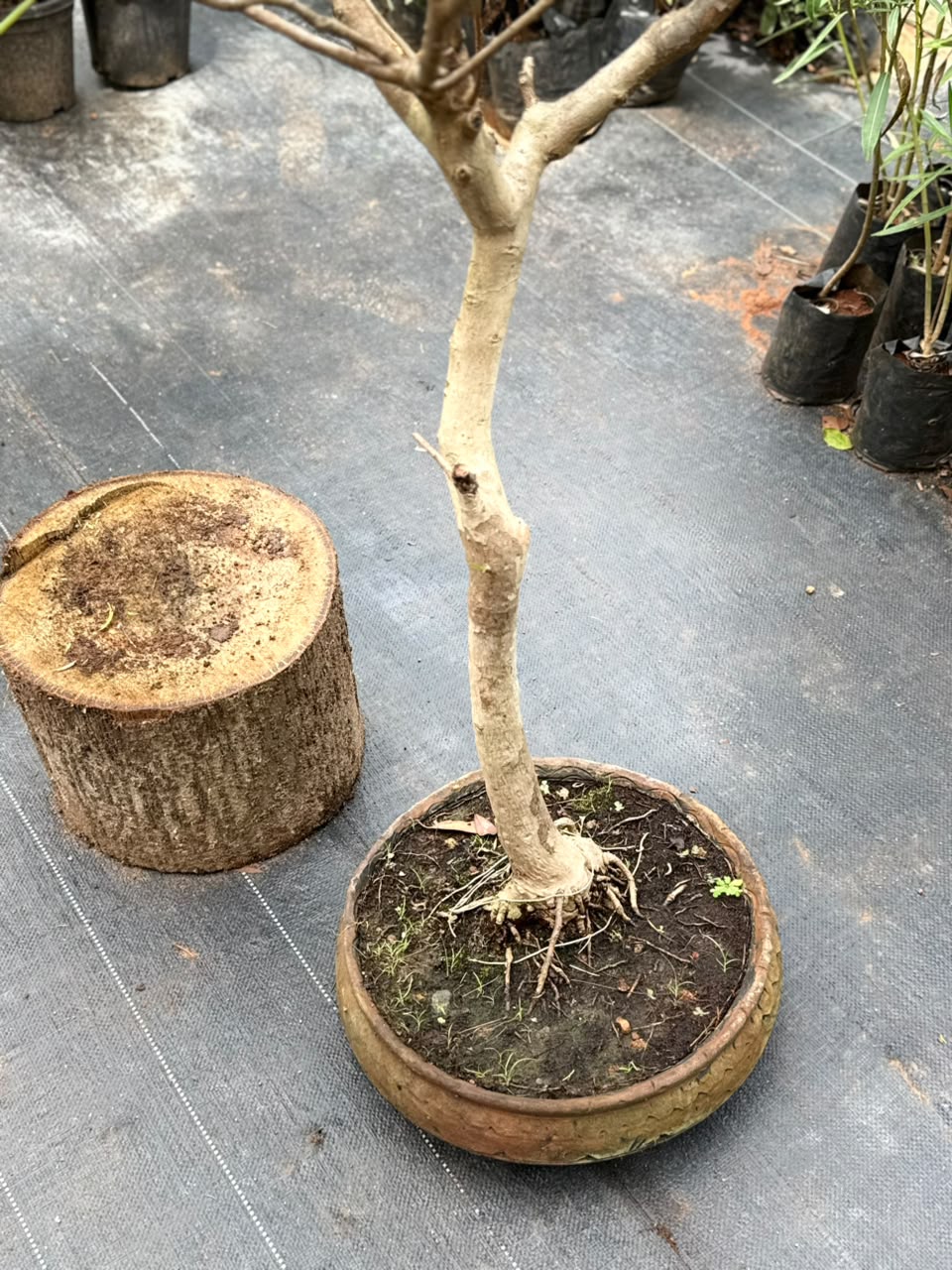 Bonsai