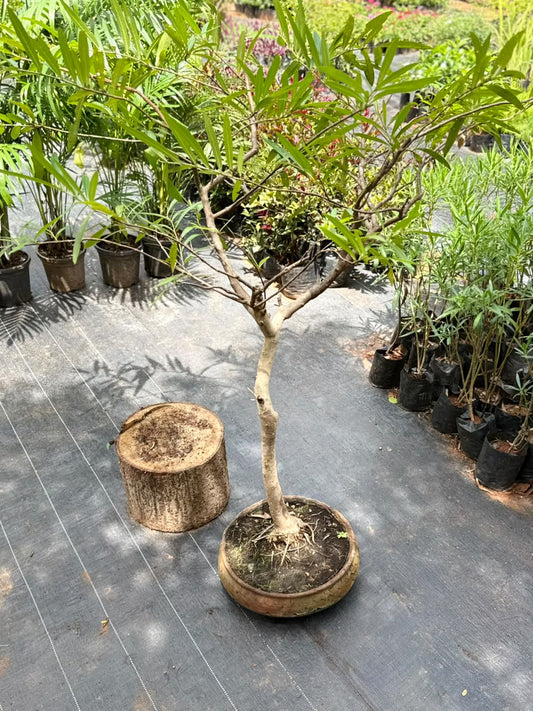 Bonsai