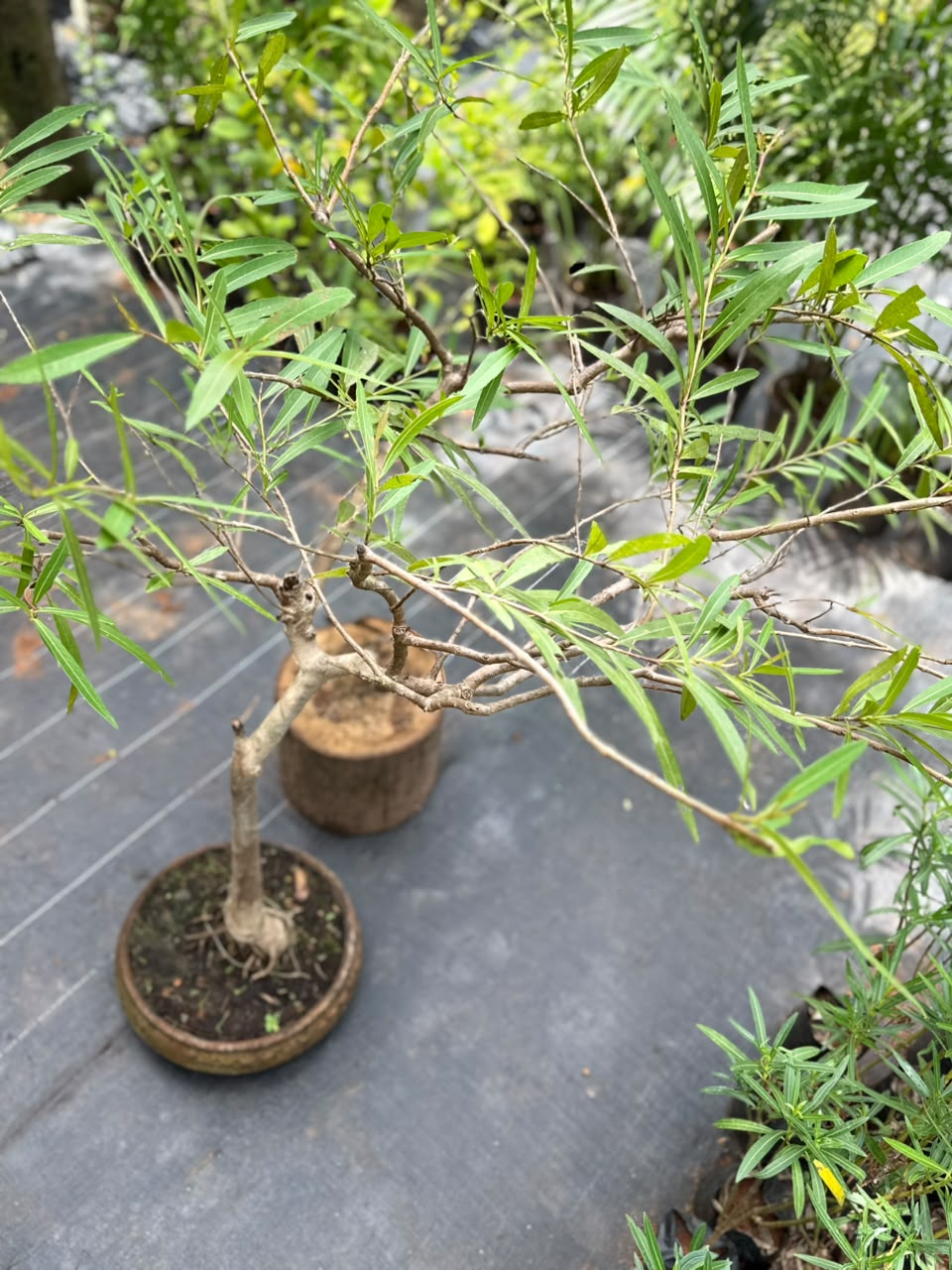 Bonsai
