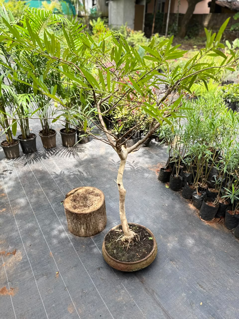 Bonsai