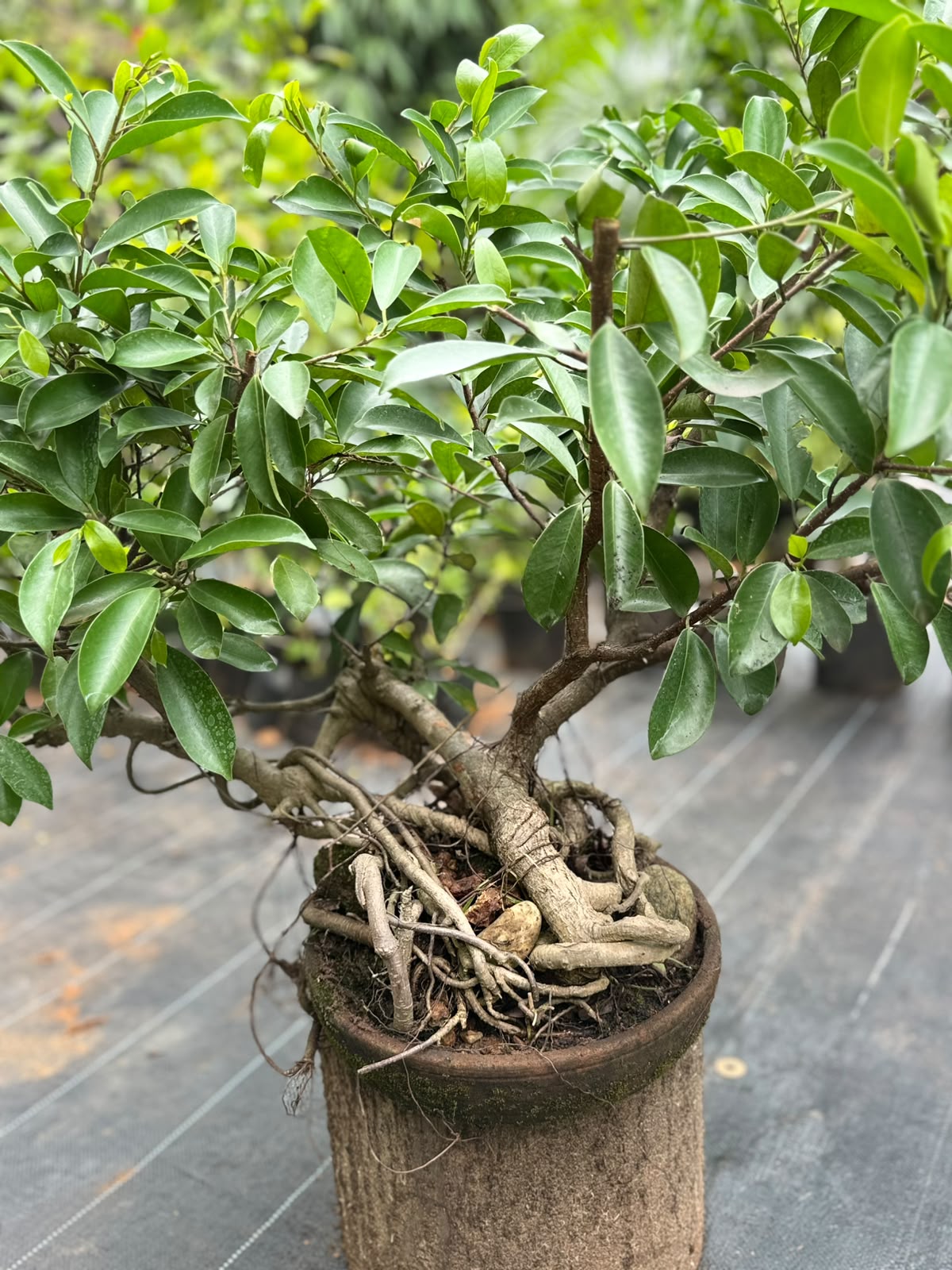 Bonsai