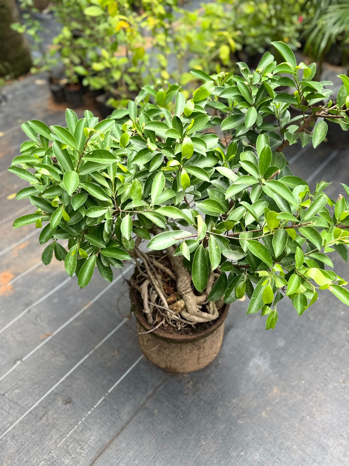 Bonsai