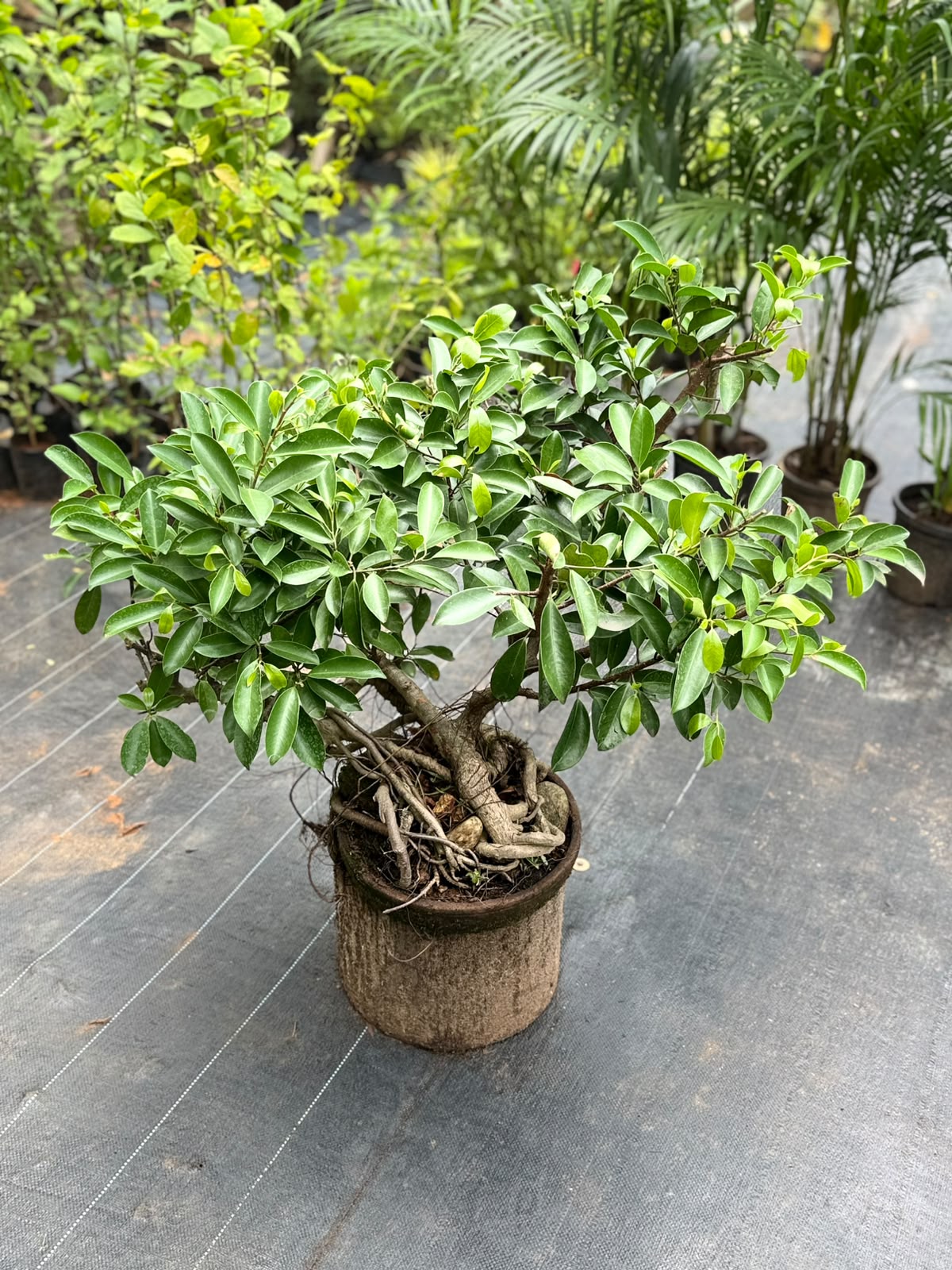 Bonsai