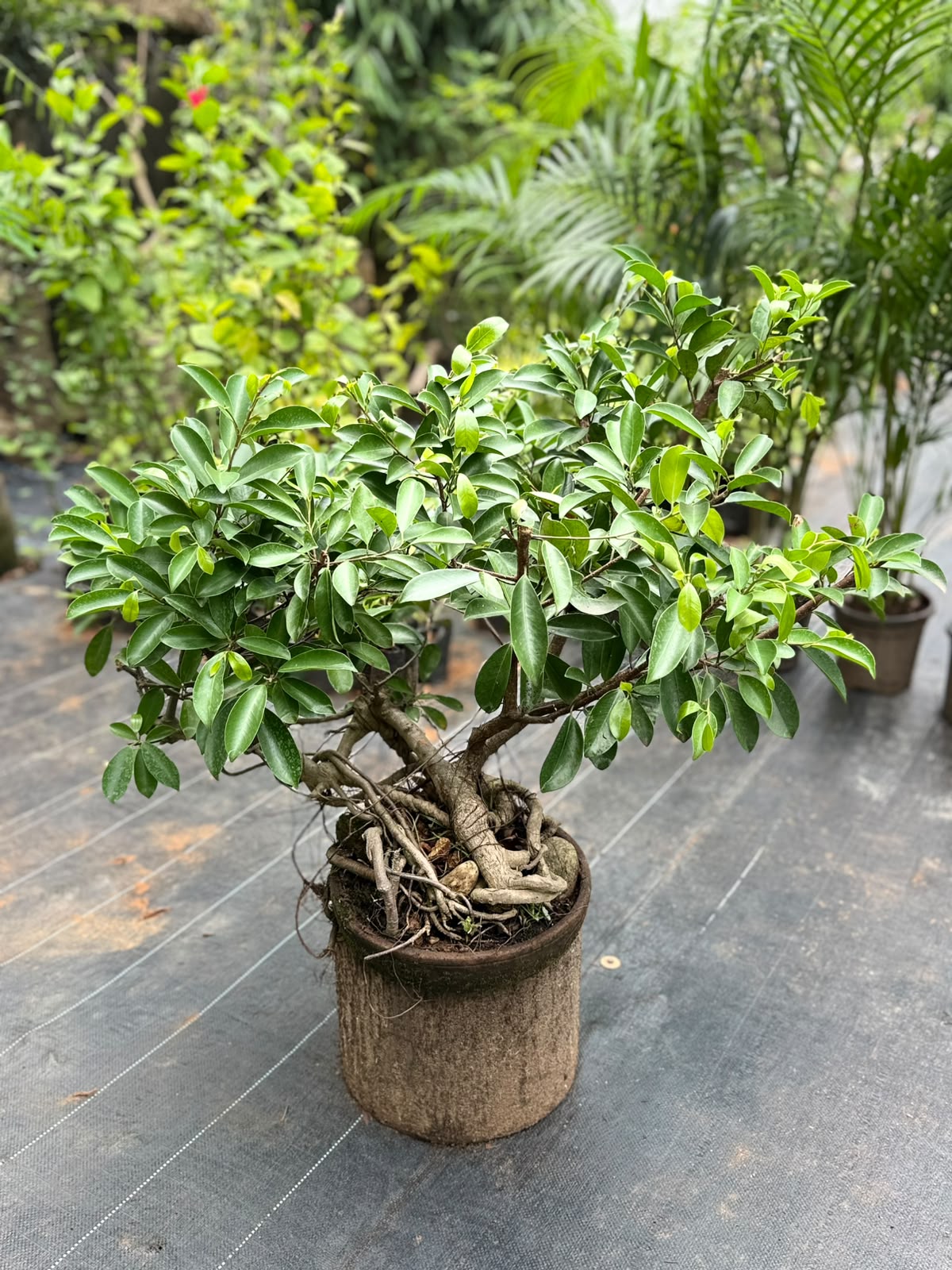 Bonsai