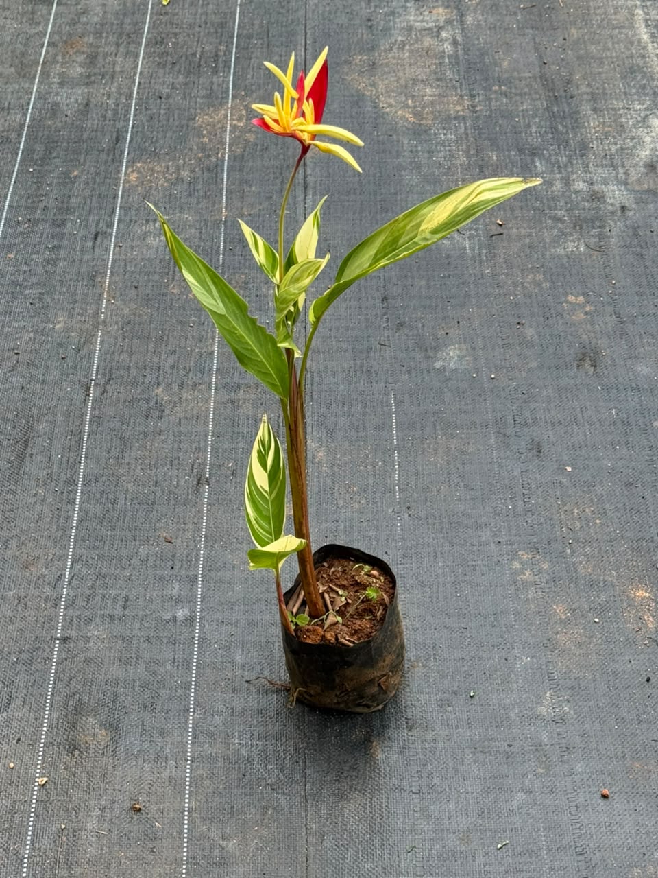 Heliconia Variegated