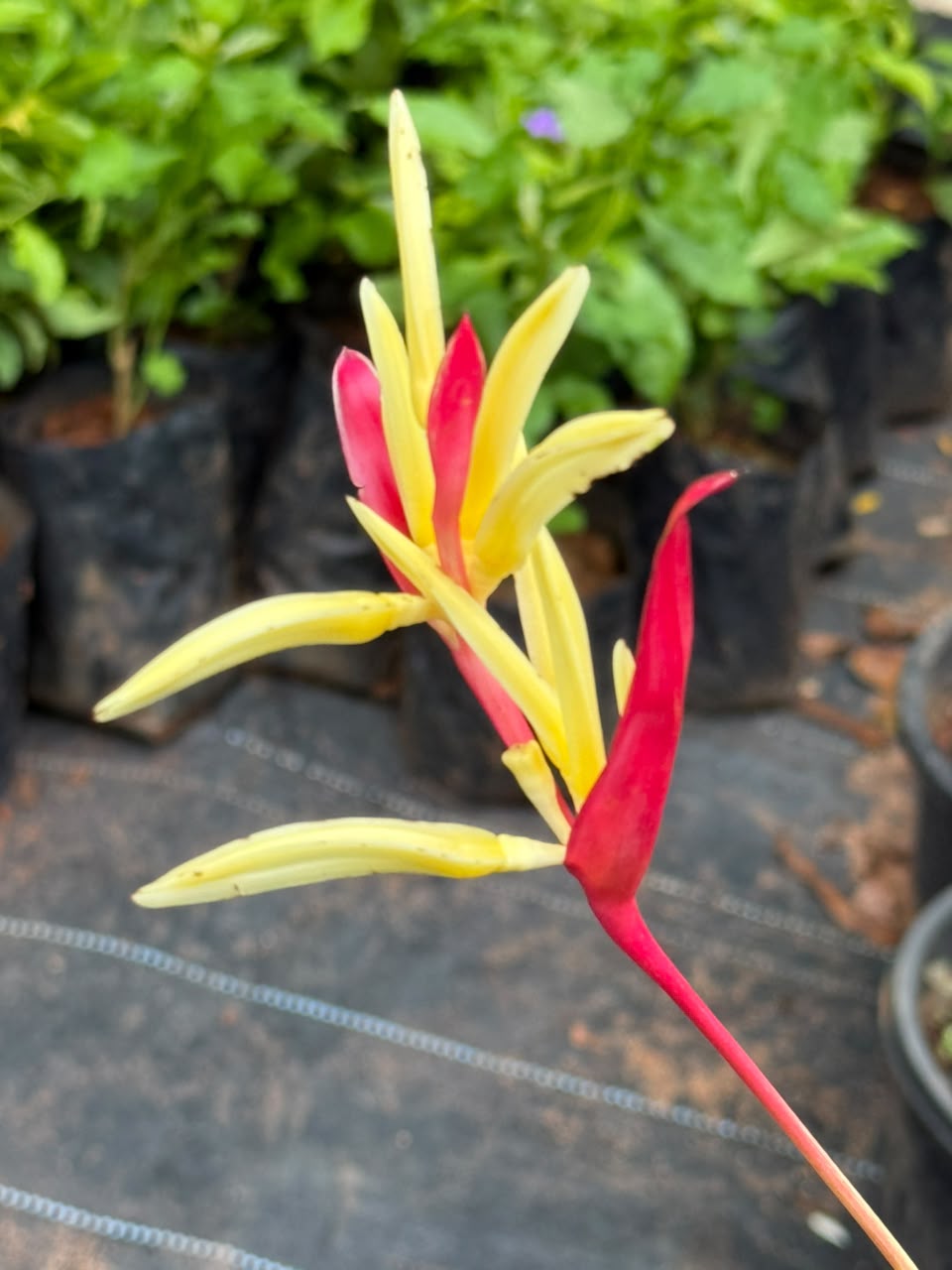 Heliconia Variegated