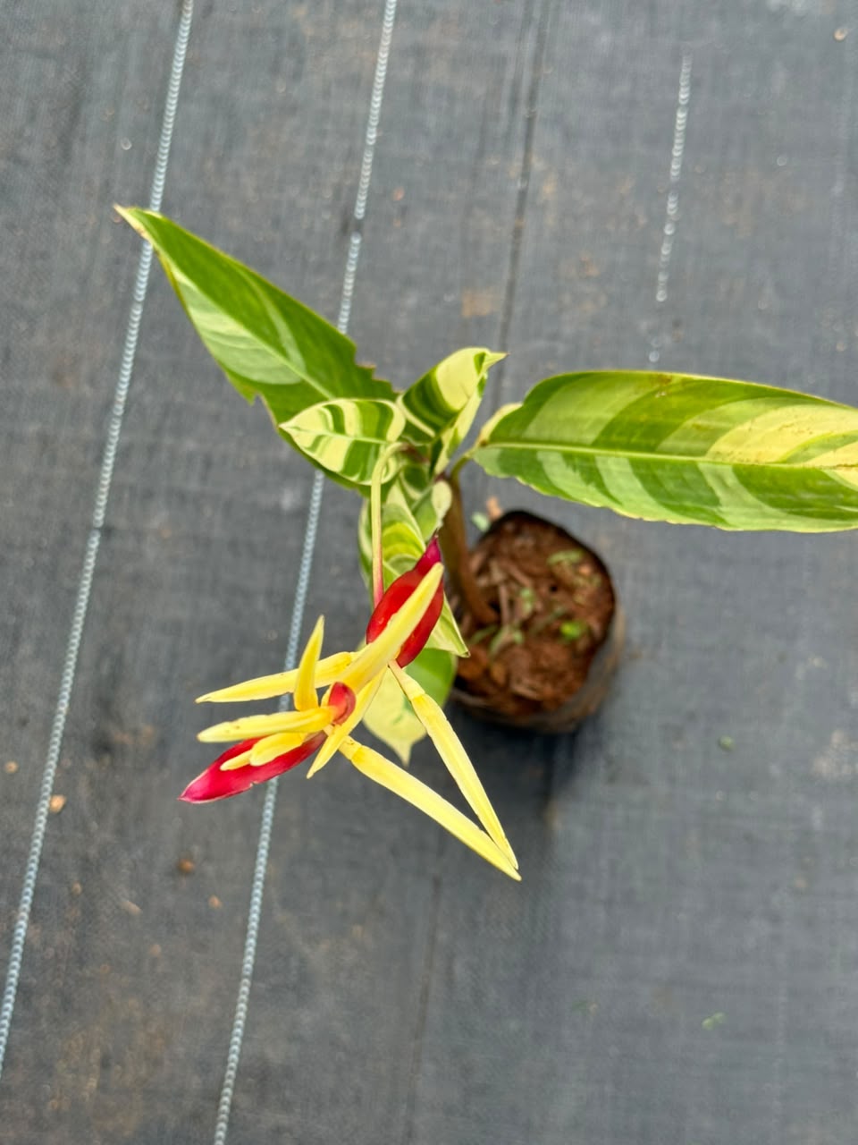 Heliconia Variegated