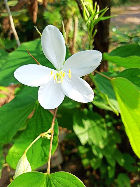 Mandaram White