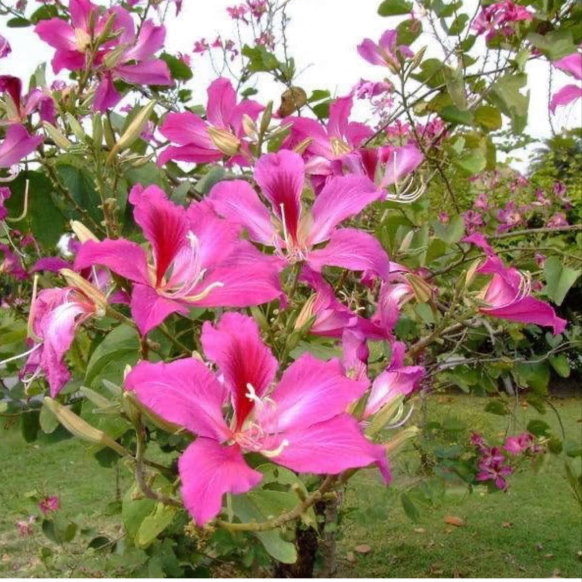Mandaram Pink